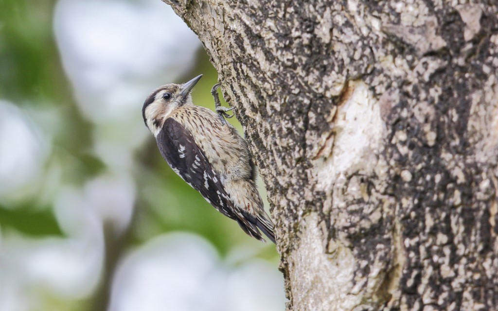 Tree-clinging Birds